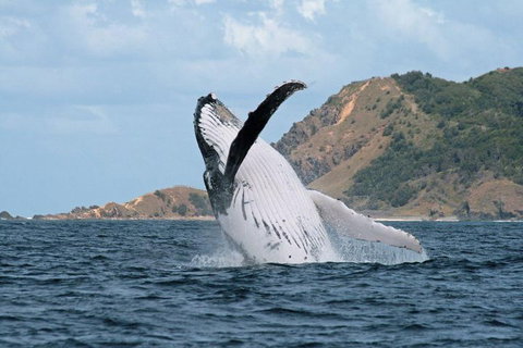 Byron Bay Whale Watching Cruise - Southport Accommodation 0