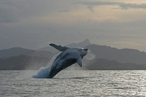 Byron Bay Whale Watching Cruise - Southport Accommodation 1