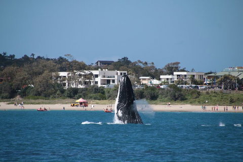 Byron Bay Whale Watching Cruise - Southport Accommodation 3