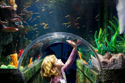 Melbourne BIG Ticket - LEGOLAND Discovery And SEA LIFE Melbourne - Southport Accommodation 2