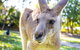 Virtual Interactive Australian Wildlife Tour With Private Guide-Wildlife Habitat - thumb 2