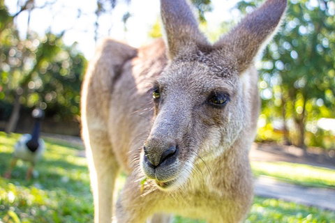 Virtual Interactive Australian Wildlife Tour With Private Guide-Wildlife Habitat - Accommodation Southport 2