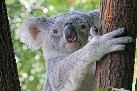 Virtual Interactive Australian Wildlife Tour With Private Guide-Wildlife Habitat - Accommodation Southport 3