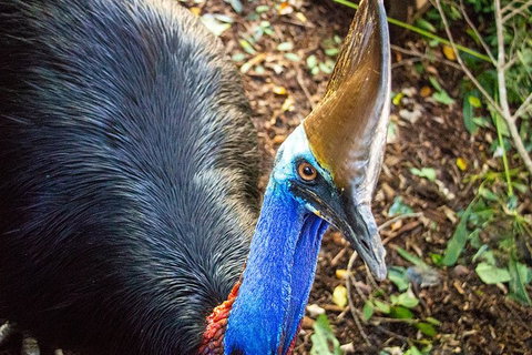 Virtual Interactive Australian Wildlife Tour With Private Guide-Wildlife Habitat - Accommodation Southport 5