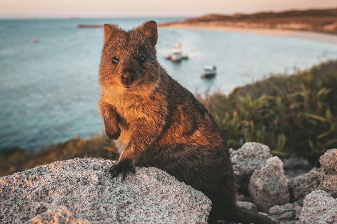 Rottnest Island Roundtrip Fast Ferry From Hillarys Boat Harbour - Southport Accommodation 5