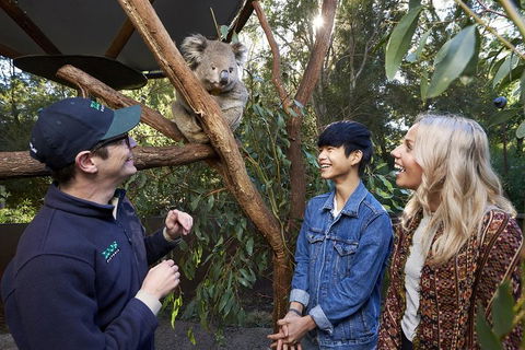 VIP Sanctuary Tour At Healesville Sanctuary Ticket - Southport Accommodation 1