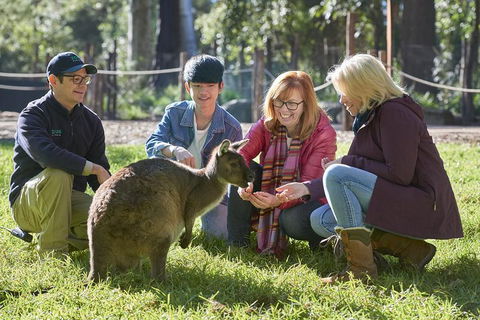 VIP Sanctuary Tour At Healesville Sanctuary Ticket - Southport Accommodation 2