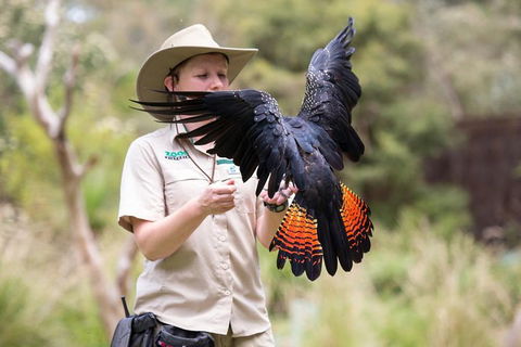 VIP Sanctuary Tour At Healesville Sanctuary Ticket - Southport Accommodation 5