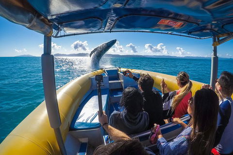 Ocean Rafting Tour To Whitehaven Beach, Hill Inlet Lookout & Top Snorkel Spots - Southport Accommodation 4
