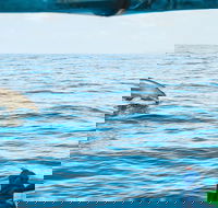 Cruise with Dolphins in Byron Bay - Southport Accommodation