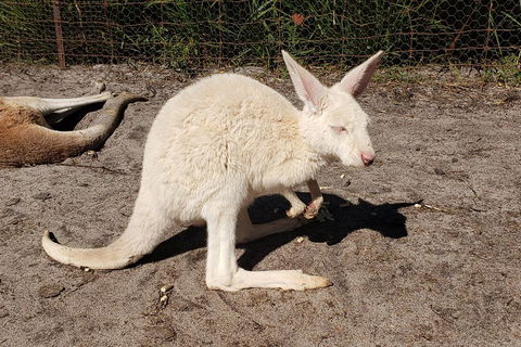 Very Best Of Perth Tour - Wildlife Park & City Highlights Tour - Southport Accommodation 3