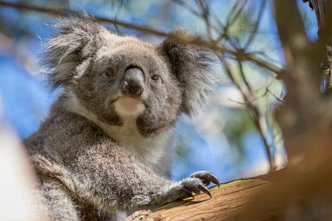 Phillip Island Penguin And Koala Highlights Day-Trip From Melbourne - Southport Accommodation 2