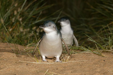 Phillip Island Penguin And Koala Highlights Day-Trip From Melbourne - Southport Accommodation 3