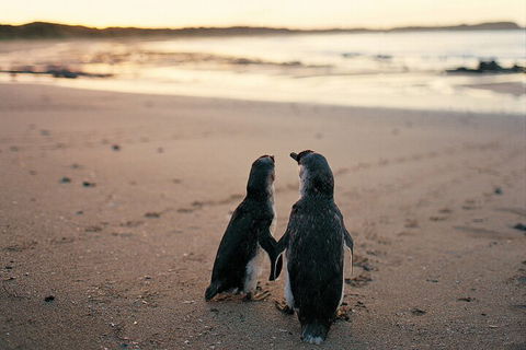 Phillip Island Penguin And Koala Highlights Day-Trip From Melbourne - Southport Accommodation 4