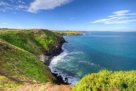 Phillip Island Penguin And Koala Highlights Day-Trip From Melbourne - Southport Accommodation 5