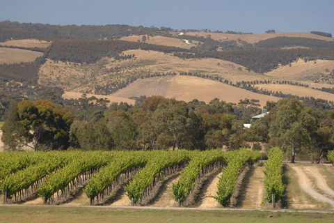 McLaren Vale And Glenelg Wine Tasting And Sightseeing (Half-day Afternoon) - Southport Accommodation 2