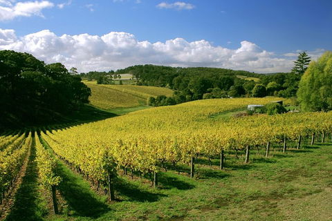 McLaren Vale And Glenelg Wine Tasting And Sightseeing (Half-day Afternoon) - Southport Accommodation 4
