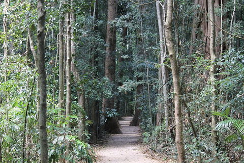 Eumundi Markets And Sunshine Coast Day Trip From Brisbane - Southport Accommodation 4