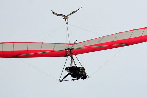 Hang Gliding With HangglideOz - Southport Accommodation 0