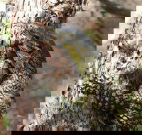 Byron Bay Combo Minyon Falls and Hinterland Day Trip and Learn to Surf at Byron Bay - Accommodation Southport