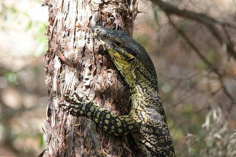 Byron Bay Combo: Minyon Falls And Hinterland Day Trip And Learn To Surf At Byron Bay - Accommodation Southport 0