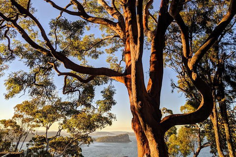 Manly & Sydney's Northern Beaches With 'Personalised Sydney Tours' - Southport Accommodation 4