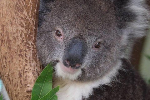 All Inclusive Blue Mountains Small-Group Day Trip From Sydney - Accommodation Southport 1