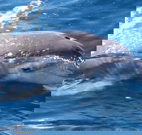 Jervis Bay Dolphin Watch Cruise - Accommodation Southport