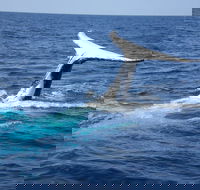 Whale Watching Jervis Bay - Accommodation Southport