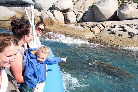 Seal Island Boat Tour From Victor Harbor - Southport Accommodation 4