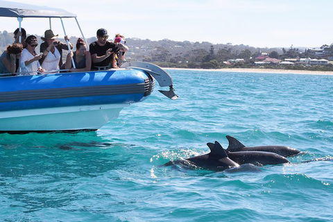 Seal Island Boat Tour From Victor Harbor - Southport Accommodation 5