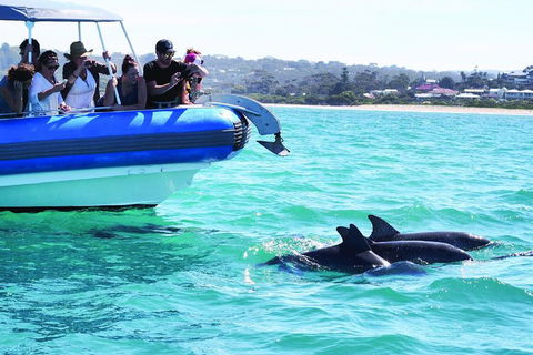 Southern Ocean Adventure From Victor Harbor - Southport Accommodation 2