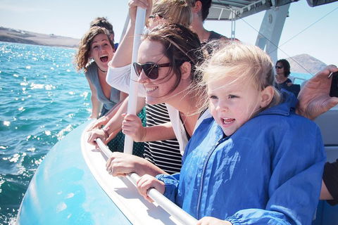 Southern Ocean Adventure From Victor Harbor - Southport Accommodation 4