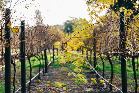 Australian Wine Discovery Tour Ticket - Accommodation Southport 4