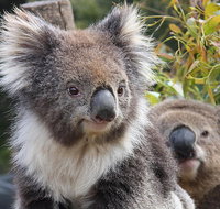 Kuranda Koala Gardens and Birdworld Admission Tickets - Southport Accommodation