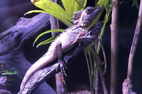 Cairns Aquarium Admission Ticket - Southport Accommodation 0