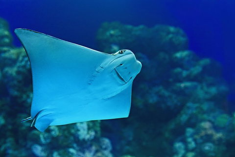 Cairns Aquarium Admission Ticket - Southport Accommodation 2