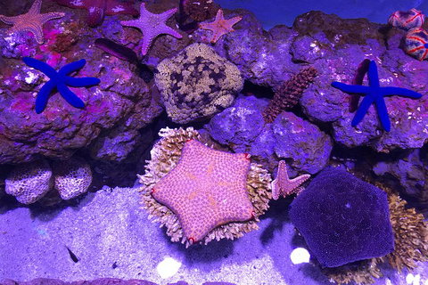Cairns Aquarium Admission Ticket - Southport Accommodation 5