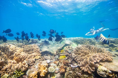Outer Reef Pontoon Experience From Cairns - Southport Accommodation 4