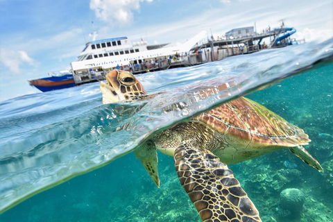 Outer Reef Pontoon Experience From Cairns - Southport Accommodation 5
