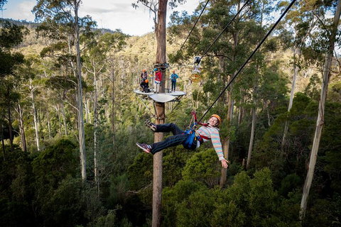 Hollybank Wilderness Adventure - Zipline Tours - Accommodation Southport 0