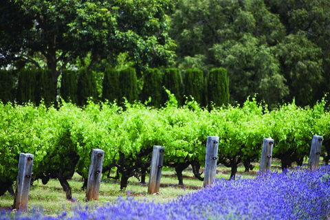 Ultimate Penfolds Magill Estate Experience - Southport Accommodation 1