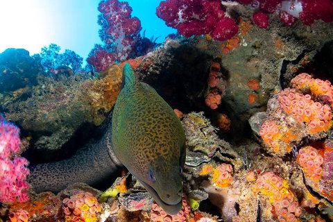 Scuba Dive The S.S. Yongala Wreck On The Great Barrier Reef. - Accommodation Southport 1